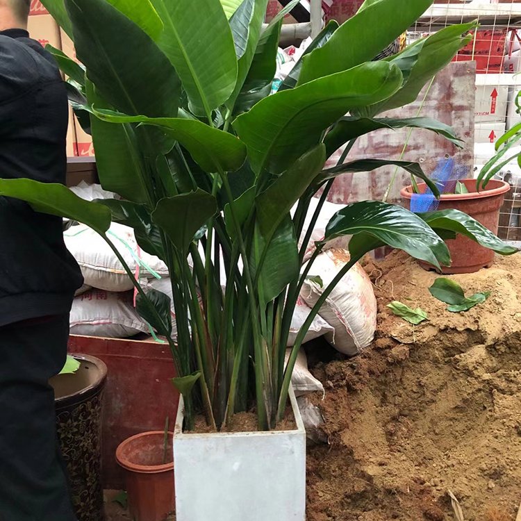 新鄉室內綠植租賃 事業單位花卉租擺草花擺放 綠化綠植盆栽養護服務約1.00元,約0.80元,約0.6